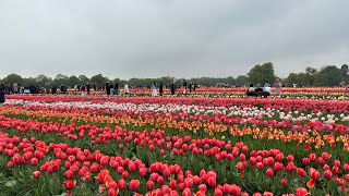 Tulleys Fields Full bloom 2025