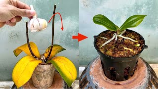 Với Tỏi! Hoa Lan lập tức mọc từ gốc và nở hoa quanh năm