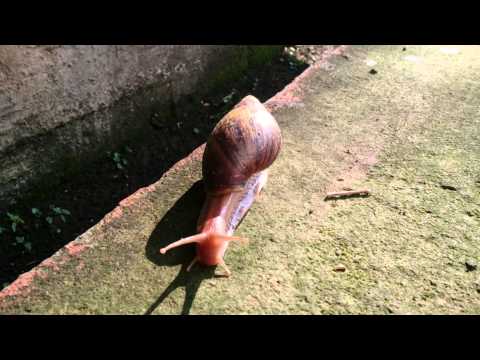 2015年7月24日非洲大蝸牛 爬爬爬 - YouTube(34秒)