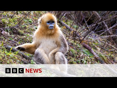 YouTube video thumbnail: The Battle to Save China's Rare Snub-Nosed Monkey
