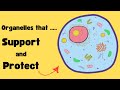 Cell Organelles and Their Functions