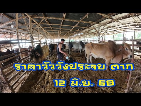 ราคาวัวตลาดนัดโคกระบือวังประจบตาก ( 12 มิถุนายน 2568 )
