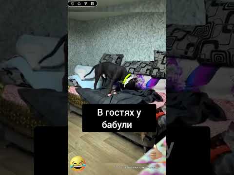 Умная собака🔥#юмор#смешно #прикол#собака #смех#бабушка#животные#ум#жиза#пес#щенок#мем#смешныевидео