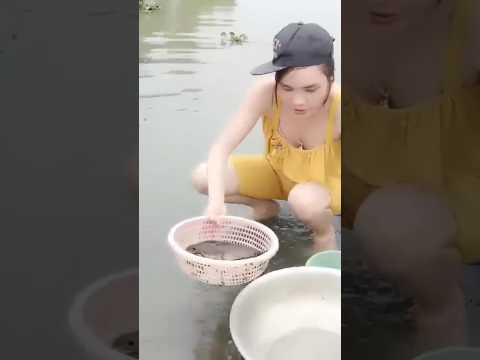 Cắm câu cá lóc mùa nước nổi tập 255 #xuhuong