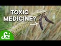Ergot and Its Medical Applications