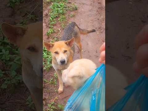 Khoảng khắc chó mẹ và chó rời xa nhau #dog #shortvideo #puppy
