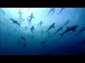 Animal Behavior and Adaptations