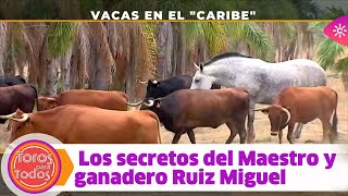 Toros para todos |Vacas de vacaciones en el "Caribe" y rodeadas de palmeras