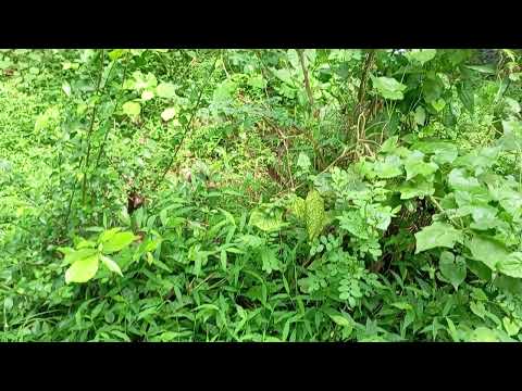 গ্রামের মেয়ে আয়েশার জীবন গল্প যেখানে অনেক বিষয় তুলে ধরা হয়েছে
