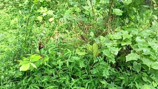 গ্রামের মেয়ে আয়েশার জীবন গল্প যেখানে অনেক বিষয় তুলে ধরা হয়েছে