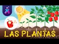 Partes y Funciones de las Plantas