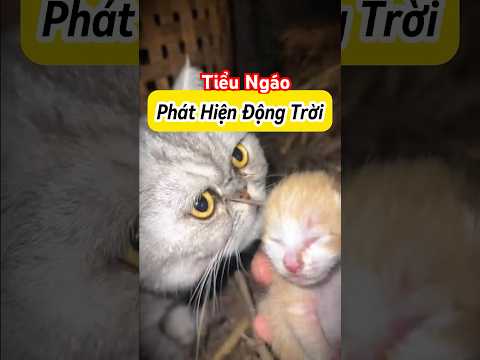 Ngáo Phát Hiện Ổ Mèo Con Mất Mẹ 😿#Mèoúớ #thúcưng #vậtnuôi #chómèohàihước #shorts