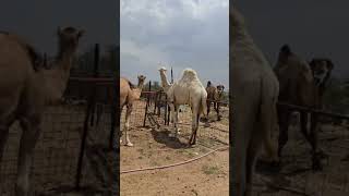جديد مركز سليم بن شالح وشريكه لبيع جميع انواع الإبل 0538008009