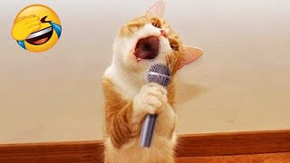 Try Not To Laugh 😂 Funny Animals Videos Of Cats🐈 And Dogs🐕 2025 Part .06