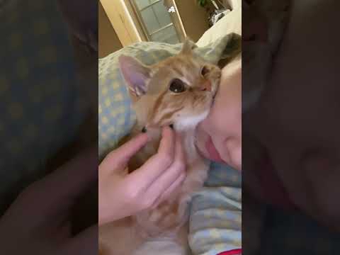 Cat like to sleep with their owners ❤️ #usa #cat #pets #catsoftiktok