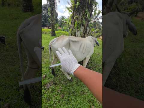 penyuntikan vitamin ATP pada sapi babon #cow #sapi #animals