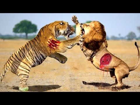 عندما يتواجه أقوى السنوريات.. معارك طاحنة بين الأسد والنمر! | حلقات مجمعة