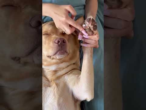 LABRADOR RELAX MASSAGGIO #ASMR #asmrsounds