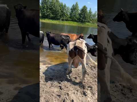Amazing Swimming Cows: Grazing on River Weeds
