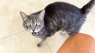 Crazy Talking Kitty