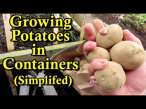 Growing Potatoes for New Gardeners E2:  Planting in Containers - Fertilizing, Depth, & Spacing