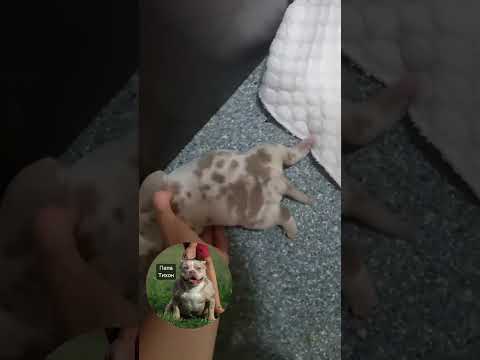 Грозная мамка охраняет своих щенят ? WatsApp: +7 (980) 742-78-94