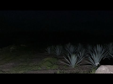 El camino de las ánimas