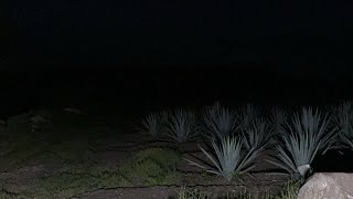 El camino de las ánimas