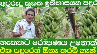 අවූරුදු තූනක ඉතිහාසයක් තිබෙන හරිම නැකතට/ රෝපණය උන කැන් /පදූරක්