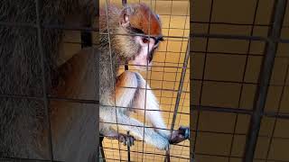 #monkey