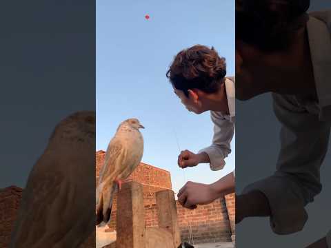 Bezuban kabutar ๐๏ธ asman ๐๐ฆ๏ธdortuti huwi patang ๐ช wapas laya #kabutar #short #feed