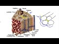 Bone Structure and Function Concepts