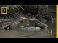 Monitor Lizard Behavior and Reproduction