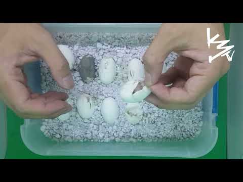 SNOW Cornsnakes Hatching from the EGG #K3Reptiles