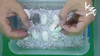SNOW Cornsnakes Hatching from the EGG #K3Reptiles