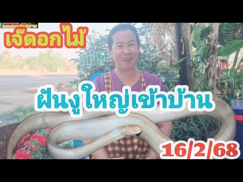 ฝันเห็นงูใหญ่เลื้อยเข้าบ้าน16/2/68