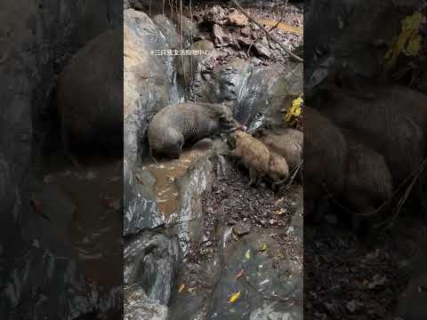Fantastic Wild Boar Walking ⛰️🐗 #warthog #pig #boar #hog #viral #animal #wildpig #wildboar #wildlife