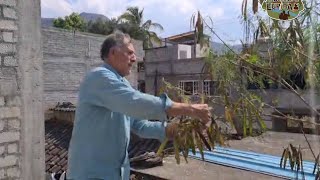 Cosechando guajes y un recorrido por nuestra casita en el pueblo