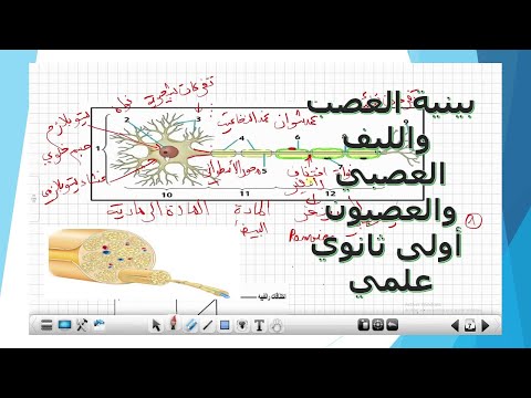 بنية العصب والليف العصبي والعصبون علوم طبيعية أولى ثانوي علمي