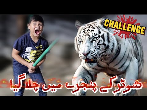 Accepted the challenge of entering the White Tiger's cage | Azan Butt Tiger #wildlife