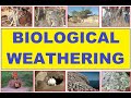 Biological Weathering and Its Effects