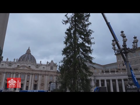 Innalzato in Piazza San Pietro l'albero di Natale