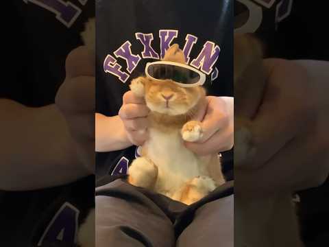 DJ Rabbit🐰🕶️#DJ #うさぎ #bunny #rabbit