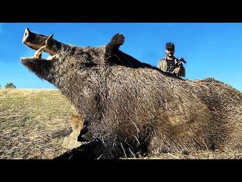 TOP 50 DEV AZILI DOMUZ AVI derleme, Wild Boar  Hunting Down America's Most Destructive Pest