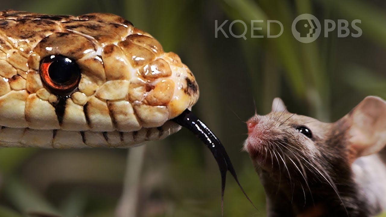 The Twisted Truth About Snake Tongues