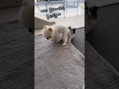 붕가권 박탈당한 강아지