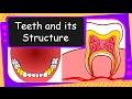 Understanding Tooth Anatomy and Functions