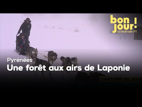 Dans les Pyrénées, une forêt aux airs de Laponie｜TF1 INFO