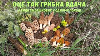 ОЦЕ ТАК ГРИБНА ВДАЧА! Чотири види зморшків одразу. Весняний сезон та збір грибів триває! 🌳