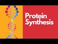 Exploring the Steps of Protein Synthesis